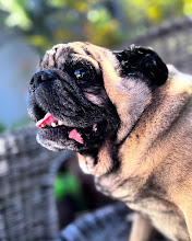 Ozzy, Pug