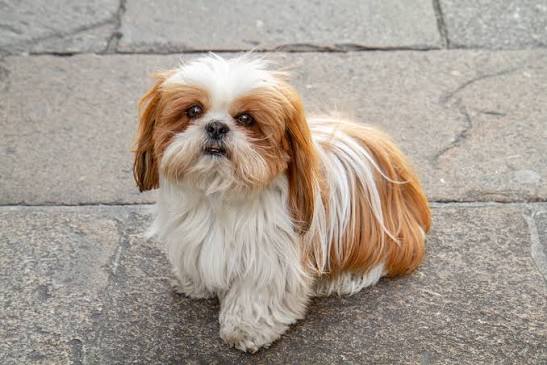 Xirú, Shih Tzu